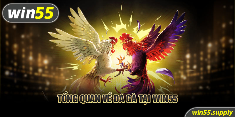 Tổng quan về đá gà tại Win55