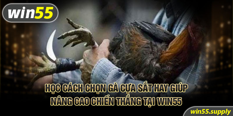 Học cách chọn gà cựa sắt hay giúp nâng cao chiến thắng tại Win55